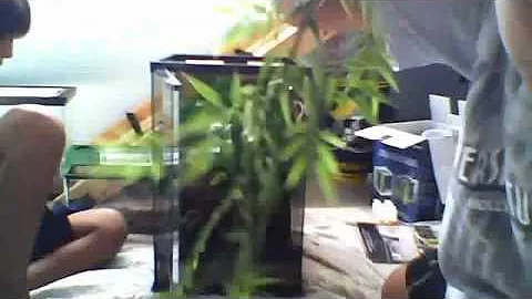 how to setup a gecko tank