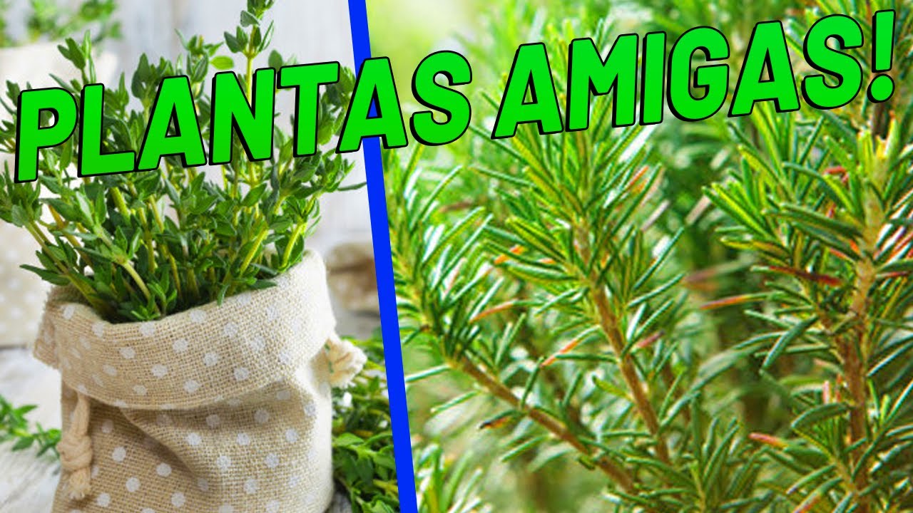 Essas Plantas Companheiras NÃO podem faltar na sua Horta Orgânica!