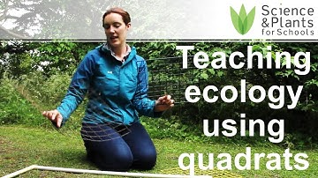 Using quadrats to study grassland ecology & interdependence ⬜🌼