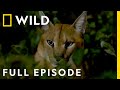 African savanna the fight for survival full episode  dead by dawn