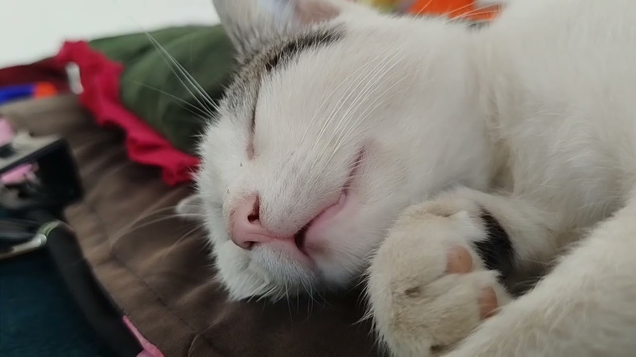 dreaming about cat food