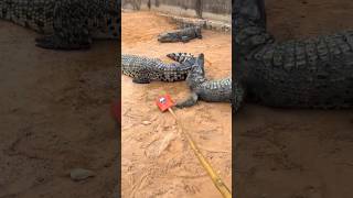 Father was eaten by a crocodile 🐊🍭😍~ mini wood toy-woodworking art skill/wood hand #shorts #candy