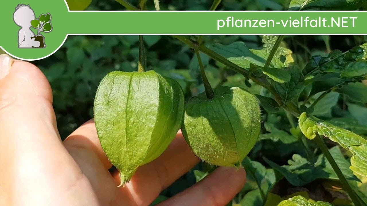 Lampionblume Unreife Fruchte 24 07 18 Physalis Alkekengi