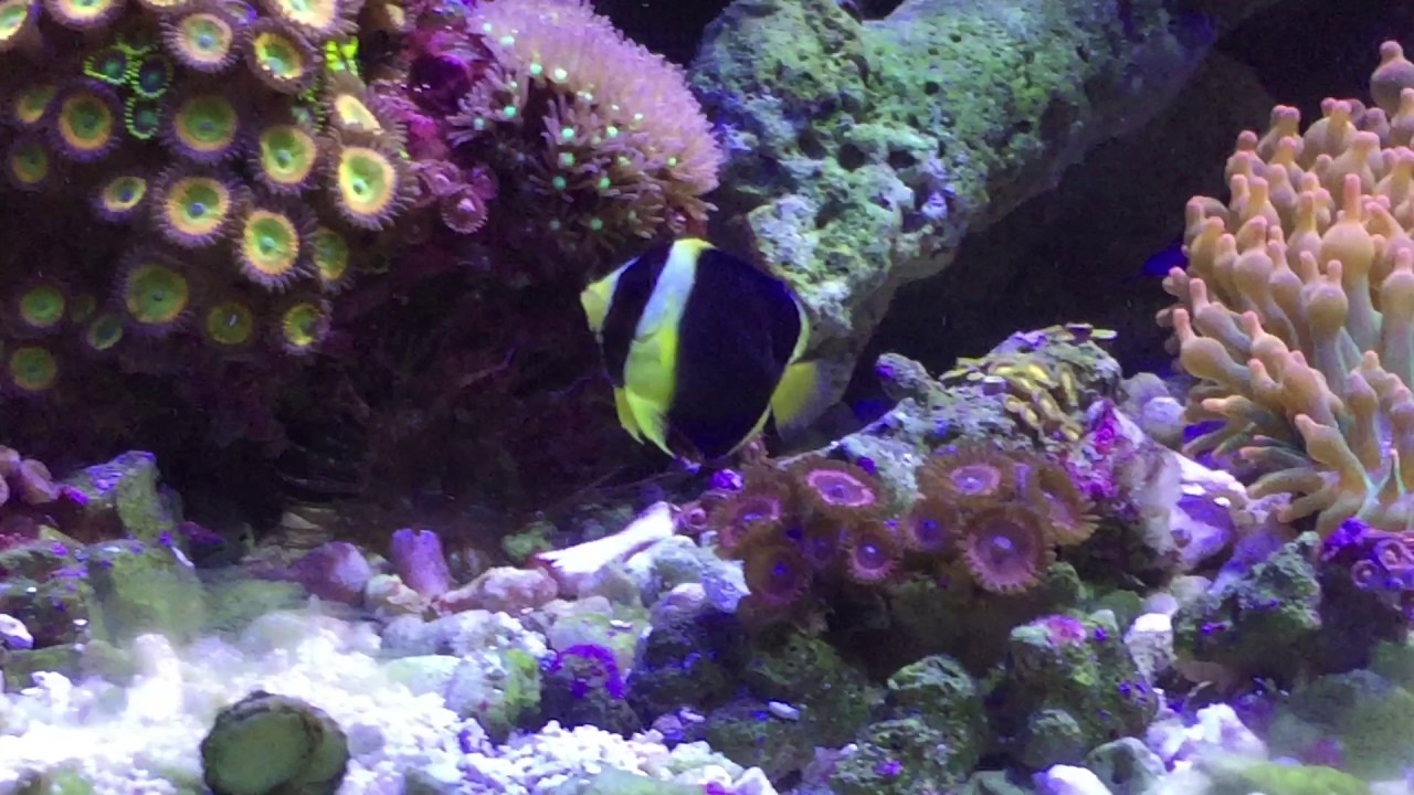 camera iphone 8 plus apk Bali Aquarich Captive-Bred Scribbled Angelfish Week 1