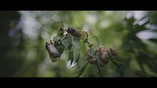 Pharaoh Bug - The life and times of the 17-year cicada