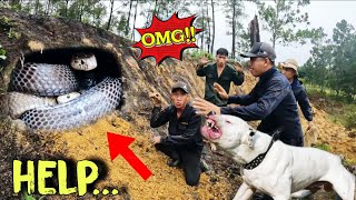 Emergency Call, Pitbull and Spider-Man Brave Confront 100 Snakes