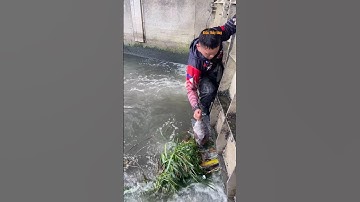 Cá Lớn - Rô Phi Khủng mắc kẹt trên cỏ 😱 #khacthuyvlogg