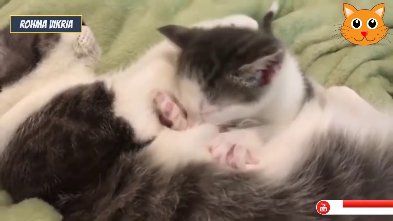 Anak Kucing Dan Induknya Video Hewan Lucu Banget Terbaru 