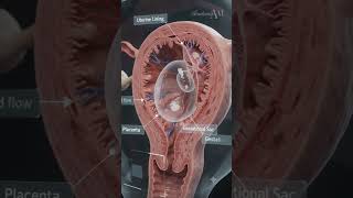 How miscarriage happens#PregnancyFacts #BabyInTheWomb #Anatomy
