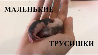 Первая уборка у крысят / Показываю всех по отдельности!