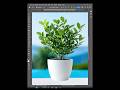 How to Tree selection   Short Photoshop Tutorial  #photoshoptutorial #adobephoto #adobe #photoshop