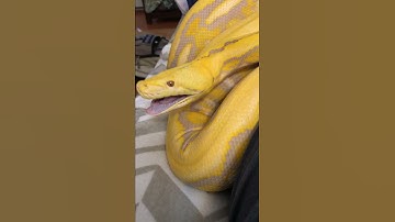 Reticulated Python Yawning