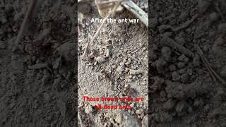 After The Ant War