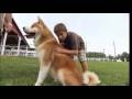 Dogs 101 - Akita の動画、YouTube動画。