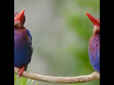 #burung Javan Kingfisher