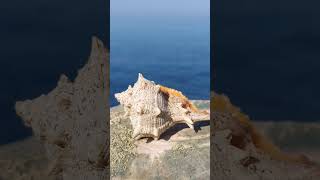 Seashell from La Goulette- Tunisia