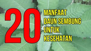 Masya Alloh, Inilah 20 Manfaat Daun Sembung Untuk Kesehatan
