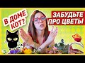 ОПАСНЫЕ ЦВЕТЫ ДЛЯ КОШЕК | ВАЖНО ЗНАТЬ ТЕМ, у кого дома живёт кот