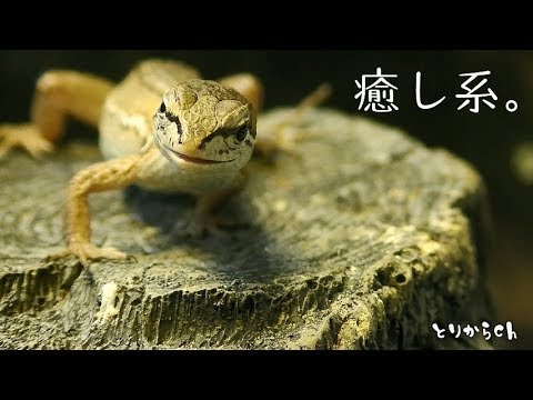 16 カナヘビ飼育 ニホンカナヘビ超かわいい Youtube