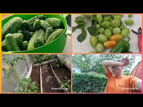 ВСЁ ПЕРЕСОХЛО 🍅УБИРАЮ ПОМИДОРЫ