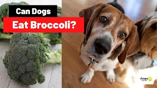 Can Dogs Eat Broccoli? What You Should Know