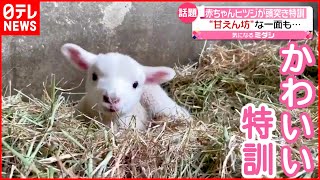 【赤ちゃんヒツジ】こむぎ君の“頭突き”特訓　甘えん坊な一面も