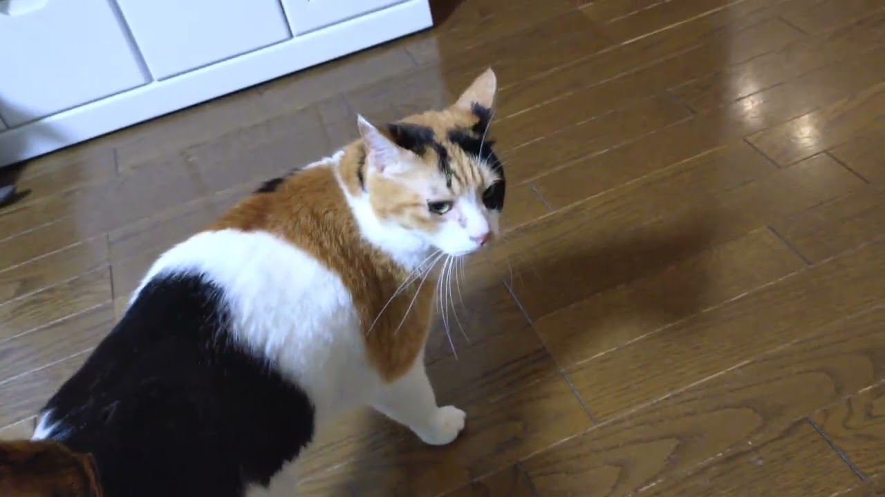 逆さ滑り台て遊ぶミイちゃん。　遊んでもらうたびに言いに来る🐾