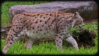 Animal Kingdom 4K - Scenic Wildlife Film With Soft Music screenshot 5