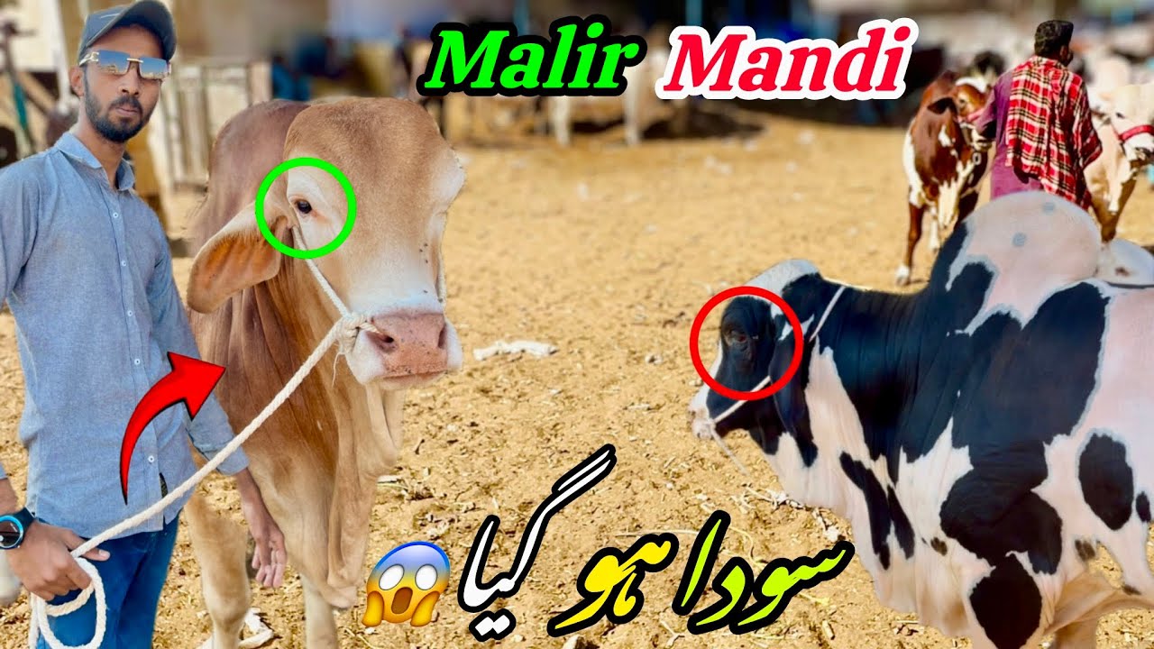 🚨 70–90 Hazar Budget Walon Ke Liye Buri Khabar! 😱 | Malir Mandi 2026 Cow Rates Reality Check 🐂📊