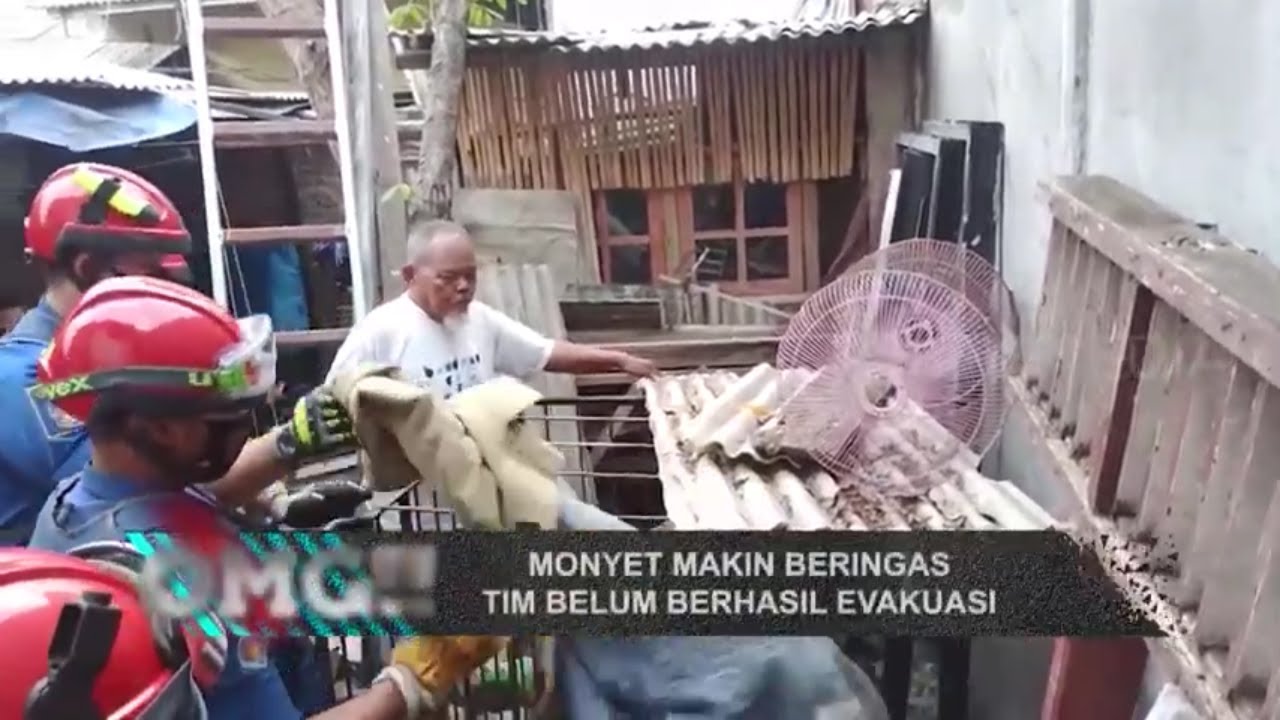 Tim Damkar Evakuasi Monyet | OMG!! (27/01/22)