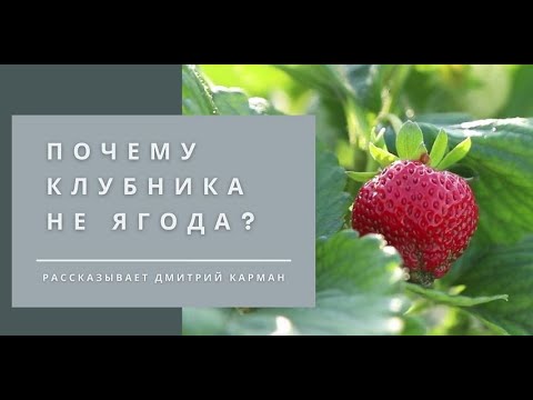 Видео: Клубника - это не ягода