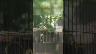 Download Lagu sogon emosi cari lawan #sogon #sogokotong #sogongacorngobra #sogonmania #sogonbahan #sogonpikat MP3