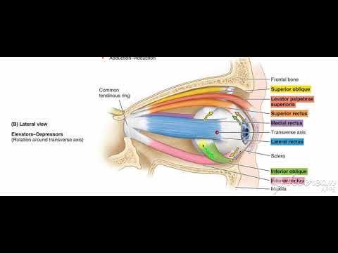 Eye Ball A P Axis Youtube