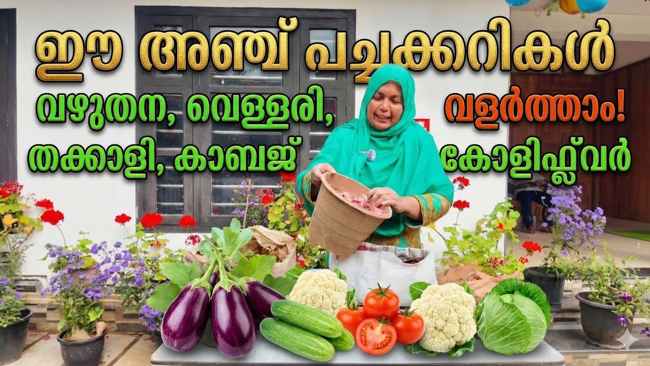 വീട്ടമ്മ വിചാരിച്ചാൽ ചില്ലിക്കാശ് മുടക്കില്ലാതെ പച്ചക്കറിത്തോട്ടം ഉണ്ടാക്കാം 👌🏻