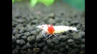 Caridina cantonensis sp. Red shrimp is picking up food