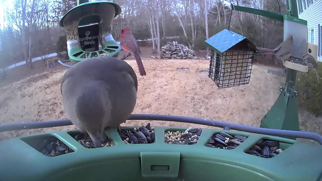 Super Triple Feeder in New England! Very warm January day! Calm before the storm! Watch our regulars