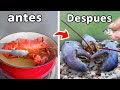 Convertí una Langosta de Supermercado en Mi Mascota