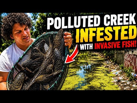 This Polluted Florida Creek Was INFESTED With Invasive Fish!