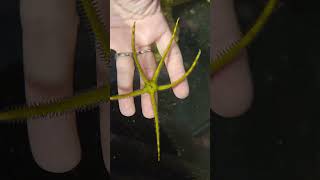 I Found Another Baby