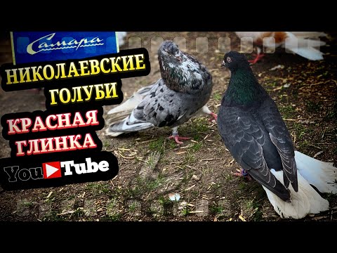 Николаевские голуби. Красная