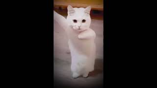 She Got The Moves Creds - Edit Audio