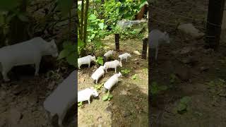 gado novo na fazenda de brinquedo