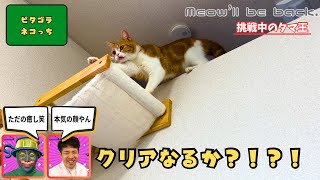 Meow’ll be back. by タマ王 TAMAO feat. 青木マーケ㈱ 5,289 views 2 months ago 3 minutes, 49 seconds