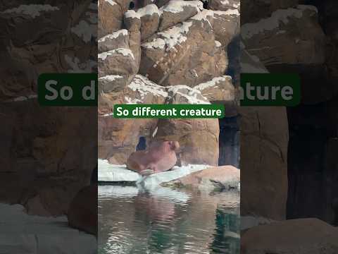 A unique Animal at Sea world , Dubai #shorts #ytshorts #trendingshorts #trend #dubai #animal #uae