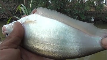 Câu cá Thác Lác ,chiều buồn ra miệng cống gần nhà kiếm mớ cá Thác Lác| GÒ CÔNG TV