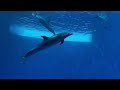【Aquarium】Dolphins and Fishes