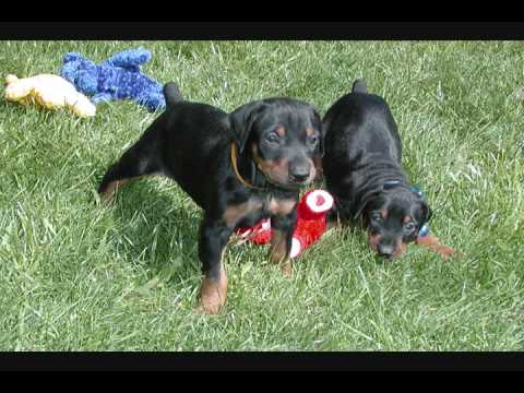 AKC Registered Female doberman puppies for sale, w...