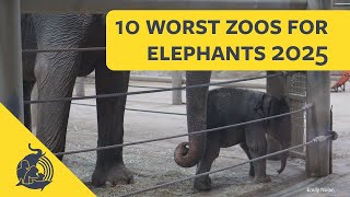 10 Worst Zoos For Elephants - 2025 List