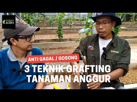 Dijamin Bisa! Tiga Cara Mudah Grafting Anggur