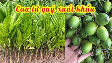 Cau tứ quý - cau liên phòng quả dài, ra quanh năm, năng suất cao, bán được giá // 085.88.98765